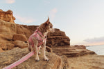 Load image into Gallery viewer, CareFREE Dog Ribbon

